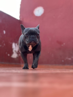 Male f bulldog pure race