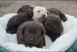Labrador