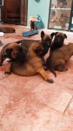 Malinois