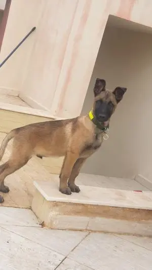 berger malinois