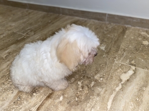 Magnifique bichon maltais nain 2 mois