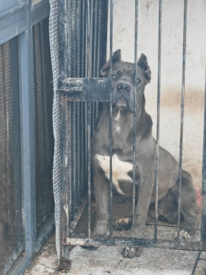 Femelle canecorso