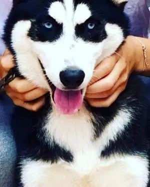 Husky