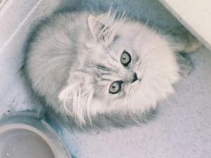 Chat persian male 2mois