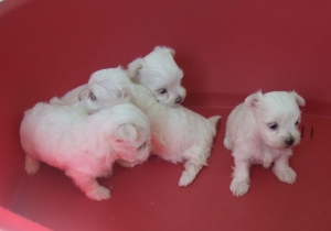 Bichon maltais