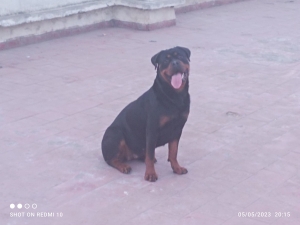 Femelle rottweiler âge 28 mois