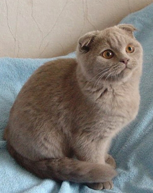 Scottish fold & british