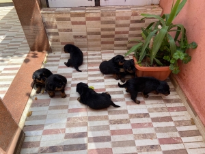 chiot rottweiler à vendre