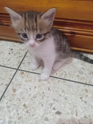 Petits chats pour adoption gratuite - après le tremblement de terre au Maroc