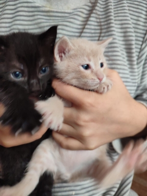 Trois adorables chatons âgés d'un mois cherchent une nouvelle famille aimante