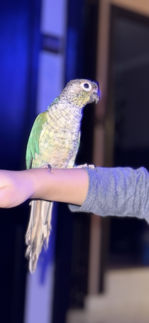 Conure Molinae turquoise
