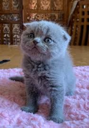 Scottish fold blue