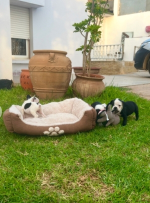 Bulldog Français 🇫🇷
