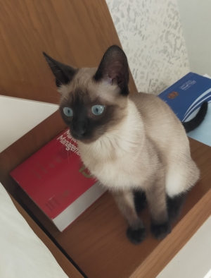 Chaton siamois poils mi-long