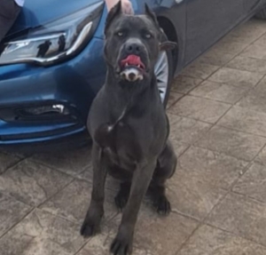 male cane corso adult