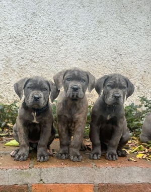 Super chiot femelle cane corso race pure