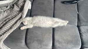 Chat angora