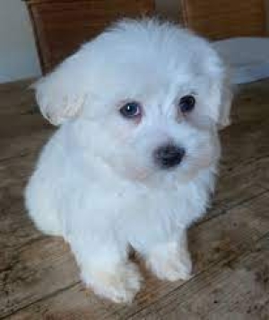 BICHON
