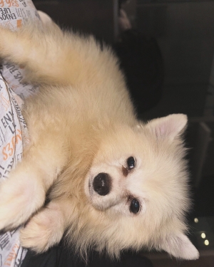 Spitz nain