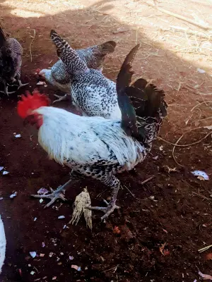 دجاج فيومي فضي وذهبي ودجاج بلدي بياض للبيع