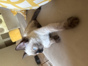 Siamois chaton