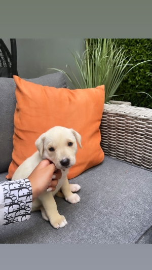 CHIOT LABRADOR PUR RACE en ordre de vaccin