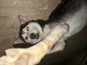 Husky sibérien