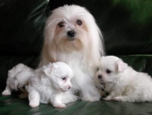 Bichon maltis nain