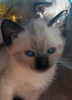 Chatons siamois