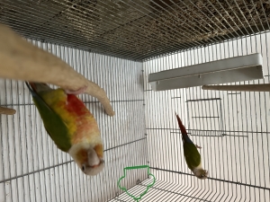 Conure molinae