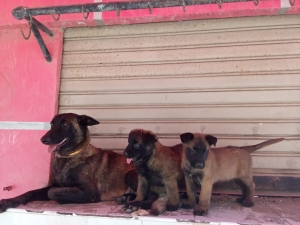 Petits chiot malinois charbonné