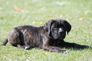 Cane corso