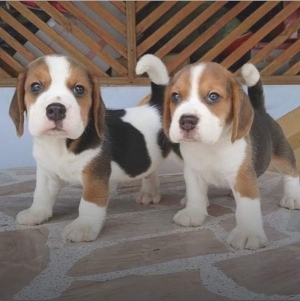 Beagle de pure race