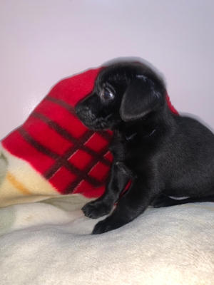 chiot labrador noir pure