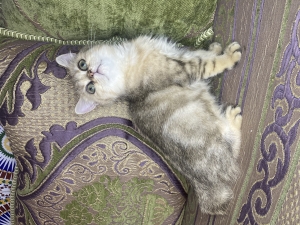 Chaton scotish