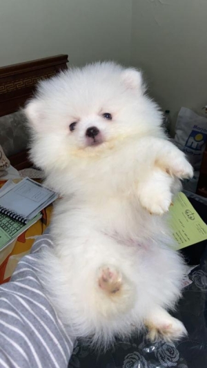 Spitz pomeranian nain