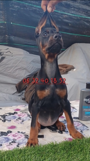 Doberman