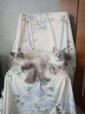 Deux chats mâle et femelle de race Siamois