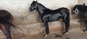 Cheval barbe arabe à vendre