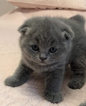 Scottish fold femelle