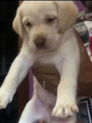 Labrador