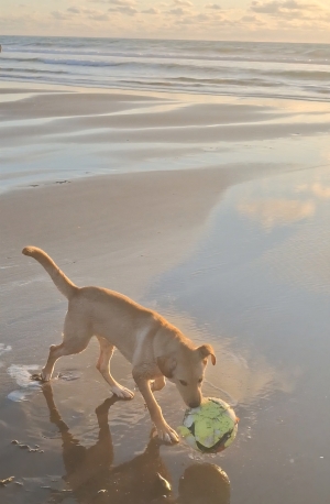 American labrador