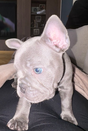 Bulldog francais exotique yeux bleu