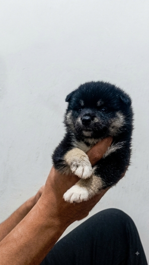 Shiba inu puppies