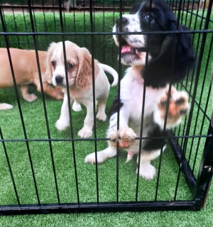 Cocker spaniel