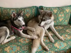 Husky Femelle 6 mois yeux bleu