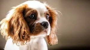 Femelle Cavalier King Charles bicolore