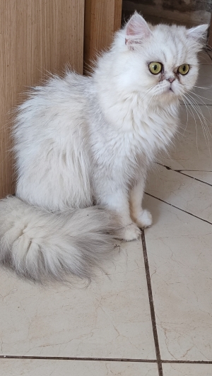 Femelle persan chinchilla silver