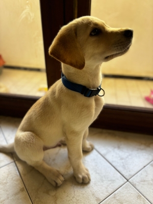 Chiot Labrador Sablé de 3 mois et demi