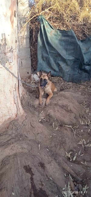 Femelle Malinois